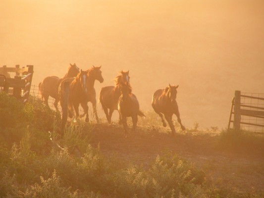 I love the boldness, power, stamina, strength and beauty of these horses on  the Farwell Ranch in northern Missouri. (Photo courtesy of Mary Farwell)
