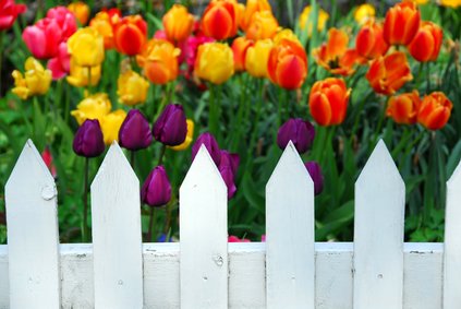 Tulips white fence