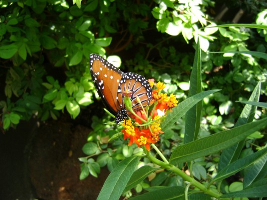 butterfly zoo 4