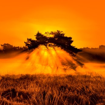 Burning Bush