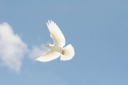 stockfresh_608049_white-dove-in-flight_sizeXS