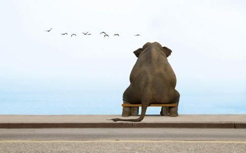 Elephant Sitting