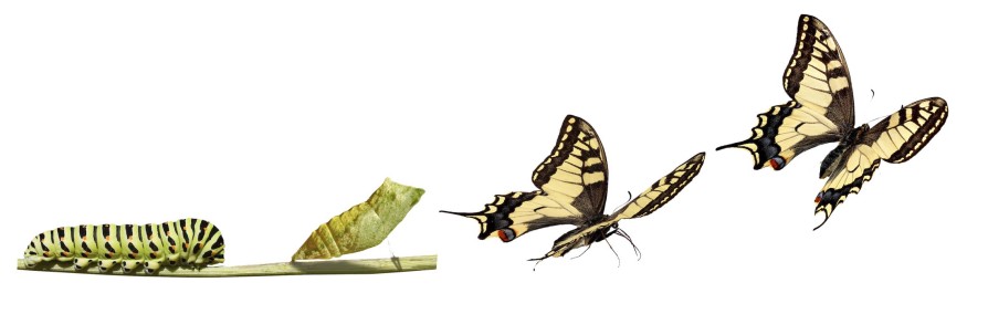 TransformationButterflies copy