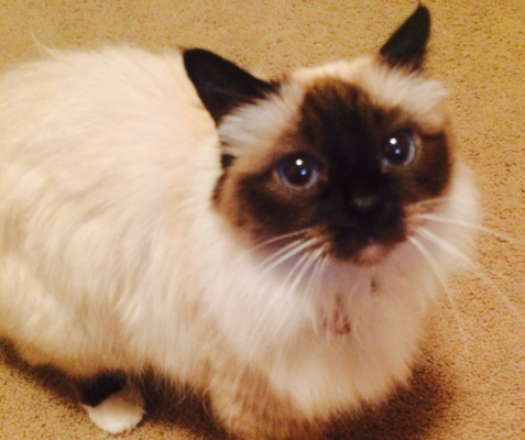 Fluff