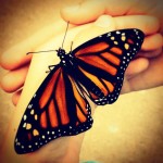 butterfly dry