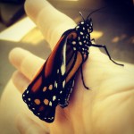 butterfly wet