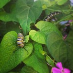 caterpillar