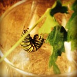caterpillar j hang