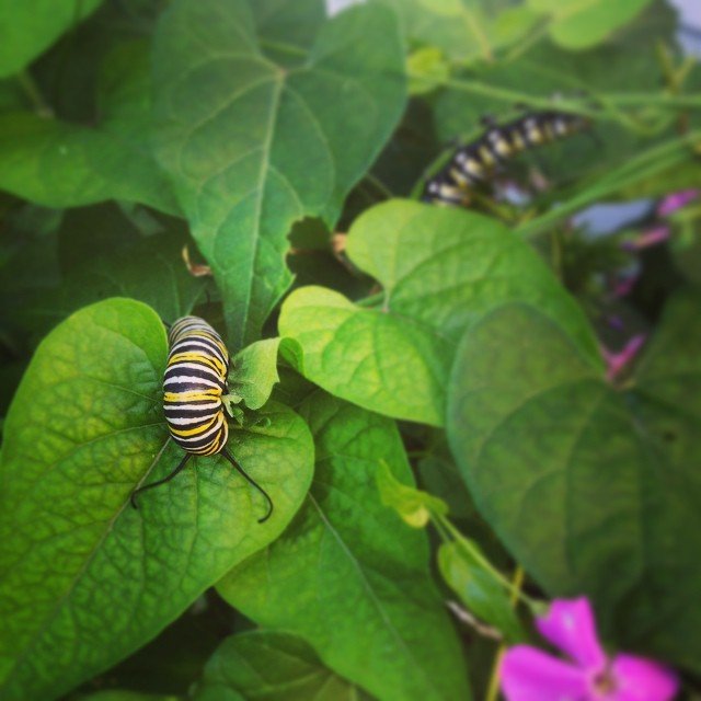 Raising Butterflies: It Begins With Caterpillars