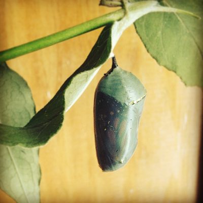 chrysalis starting to show thru