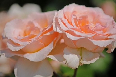 peace roses